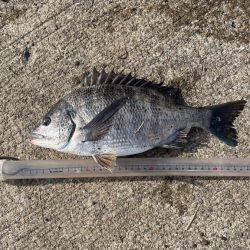 乗っ込みチヌ一匹