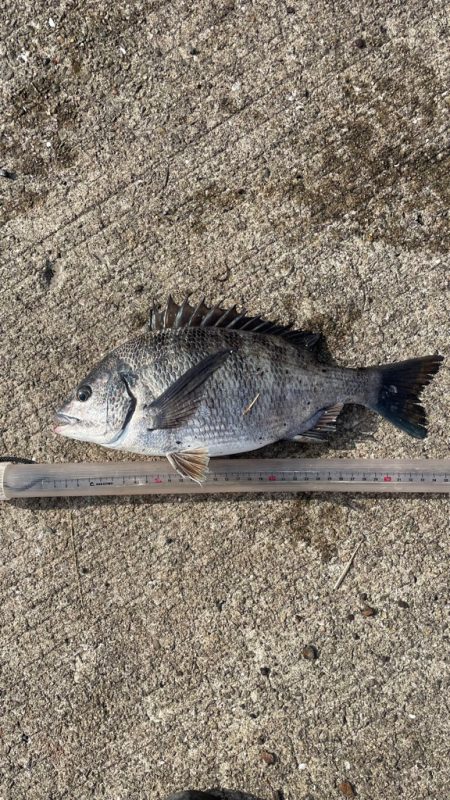 乗っ込みチヌ一匹