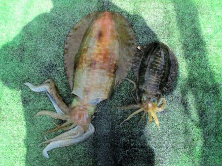 レッドモンスターまでは…