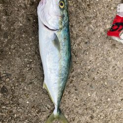 2024ライトゲーム第15戦