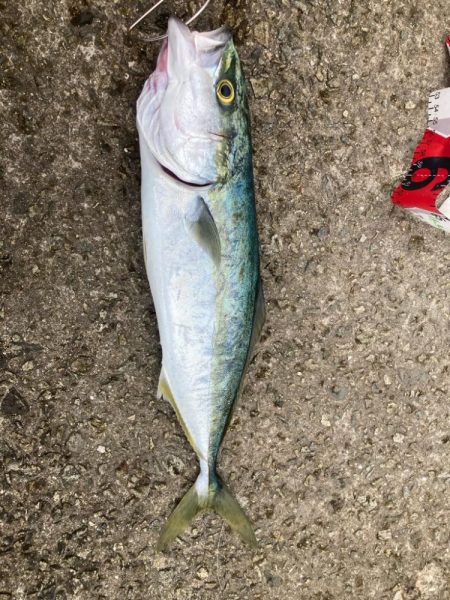 2024ライトゲーム第15戦