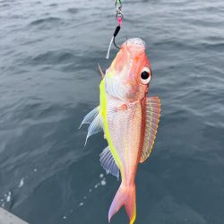 大物バラしました