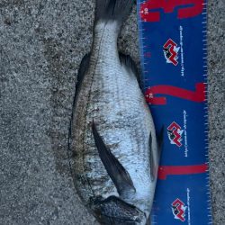 魚津港 フカセ釣り