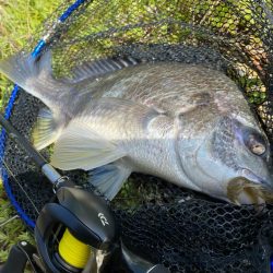 春日和チニング