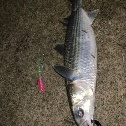 活性が高い！ボラの・・・