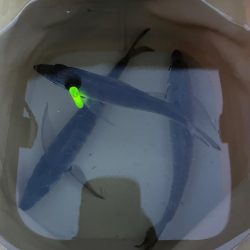 アジサイズアップ