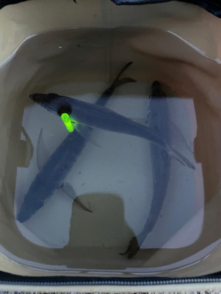 アジサイズアップ