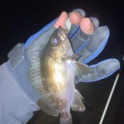 メバルプラッキング不発