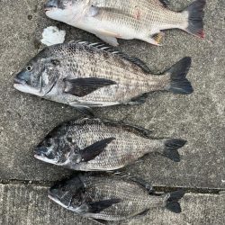 おチヌさん絶賛ノッコミ中！