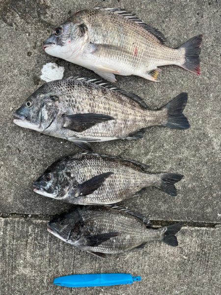 おチヌさん絶賛ノッコミ中！