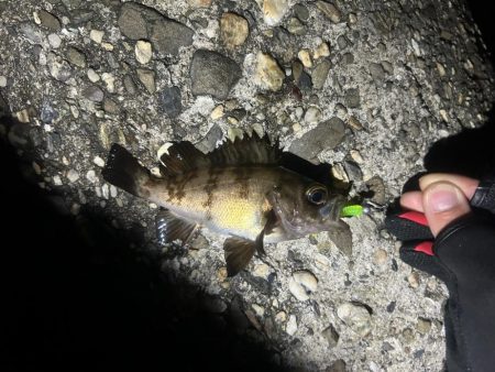 のんびりライトゲーム