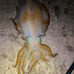 アオリイカ 3杯