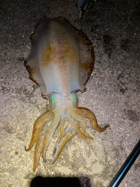 アオリイカ 3杯