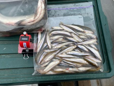 わかさぎ&シナノユキマス釣り