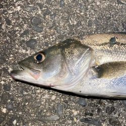 バチ抜けシーバス