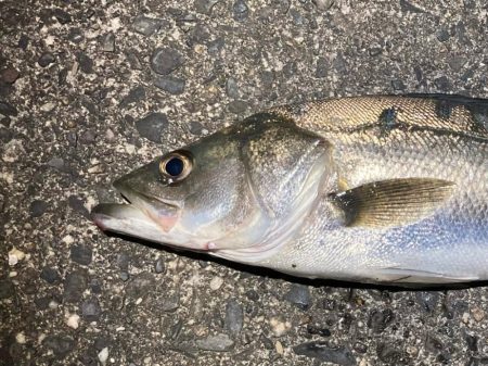 バチ抜けシーバス