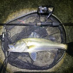 大阪湾奥シーバス