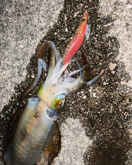 残業ナイトエギング