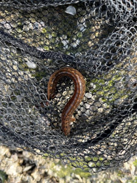 春のライトゲーム