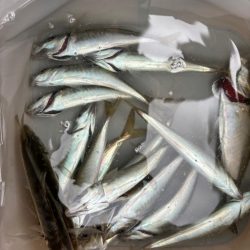 メバル不発後の豆アジ
