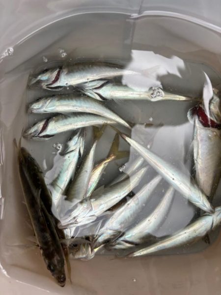 メバル不発後の豆アジ