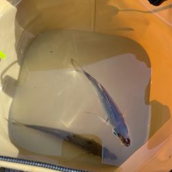 青物はおあずけ