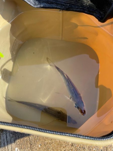 青物はおあずけ