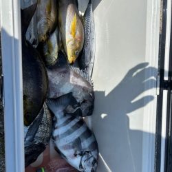 イサキリベンジ