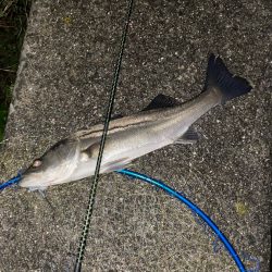 バチ抜け 今年は?