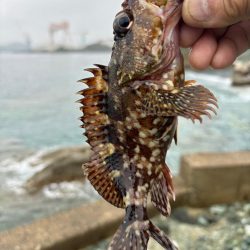 ガシラ(アラカブ)②