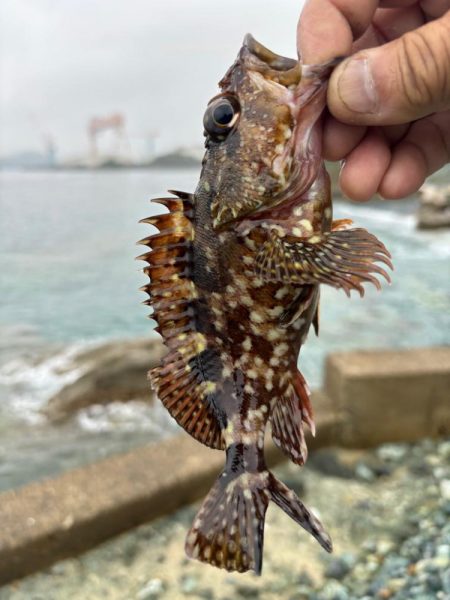 ガシラ(アラカブ)②