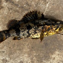 キス釣りイベントに参加したくて