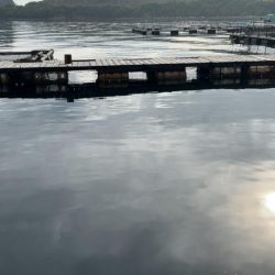 今期最後のサーモンコーナー