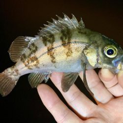 今夜もアジは釣れず