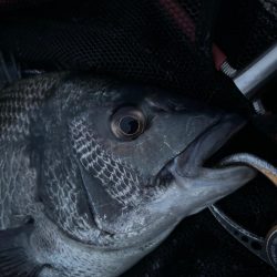 ヘチってきました