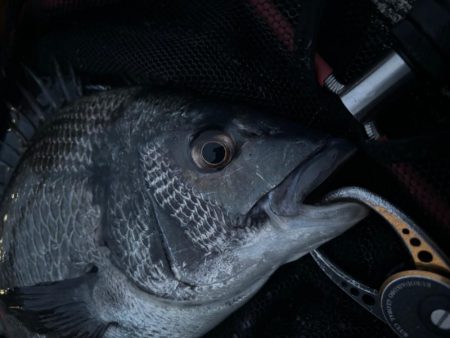 ヘチってきました