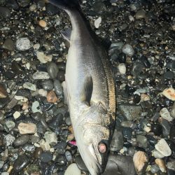 ホタルイカパターン