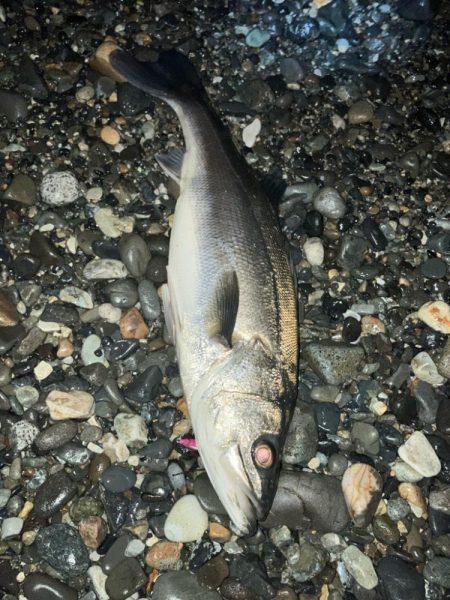 ホタルイカパターン