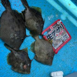 シーズン初カワハギ