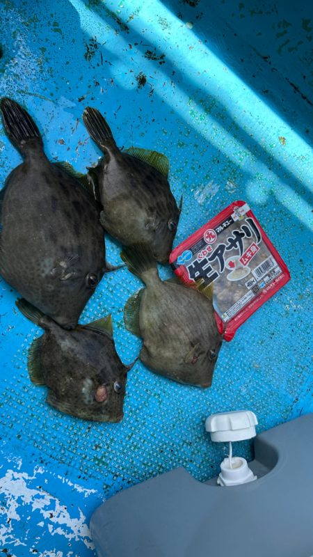 シーズン初カワハギ