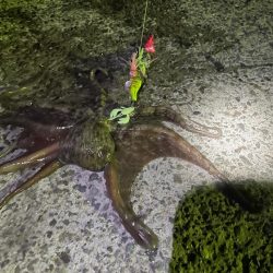 デカいのきました^_^