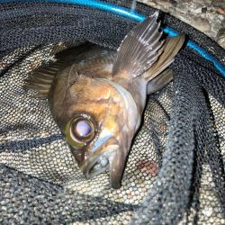 小メバルが多め!