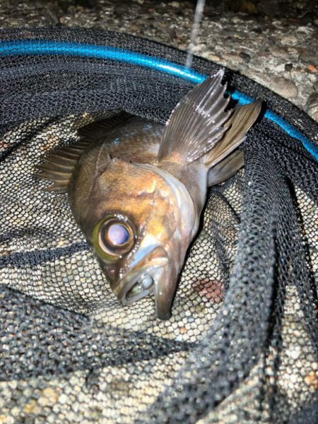 小メバルが多め!