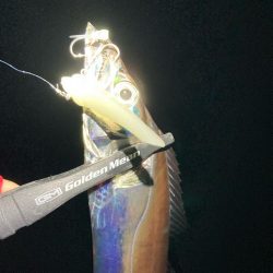 今日もタチウオ