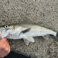 春の魚釣り🎣