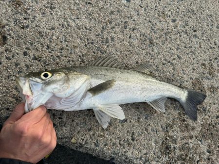 春の魚釣り🎣
