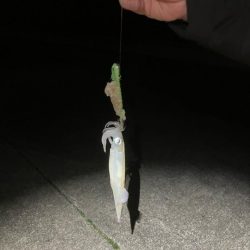 今季最後のヤリイカ