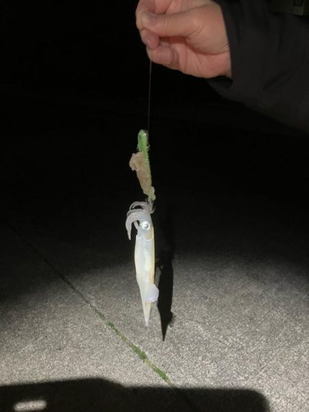 今季最後のヤリイカ