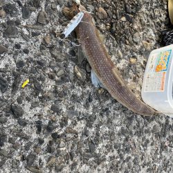 今日も懲りずにまたショアジギング