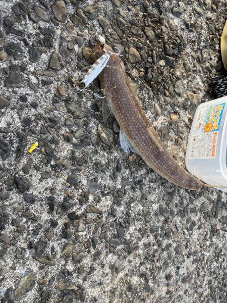 今日も懲りずにまたショアジギング